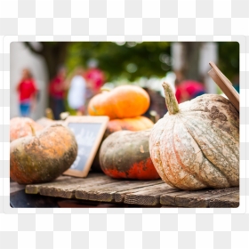 Pumpkins 3 - Pumpkin, HD Png Download - thanksgiving pumpkin png