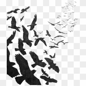 Flock Of Crow Png - Flock Of Birds Flying Png, Transparent Png - raven silhouette png