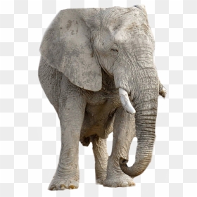 ช้าง พื้น หลัง สี ขาว, HD Png Download - elephant silhouette png