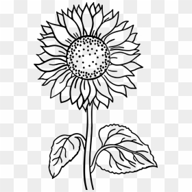 Sunflower Flower Coloring Pages, HD Png Download - flower line png