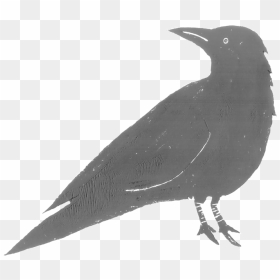 Raven Feather Png , Png Download - American Crow, Transparent Png - raven silhouette png