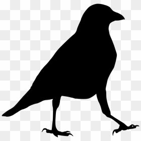 Transparent Raven Png, Png Download - raven silhouette png