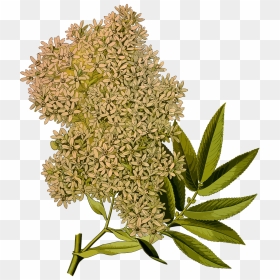 Plantas Africa Png, Transparent Png - redwood tree png