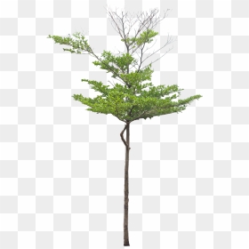 Bamboo Sketchup, HD Png Download - redwood tree png