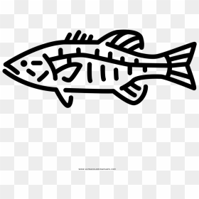 Transparent Largemouth Bass Clipart - Smallmouth Bass Icon, HD Png Download - largemouth bass png