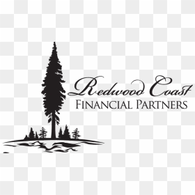 Redwood Coast Financial Partners - Colorado Spruce, HD Png Download - redwood tree png