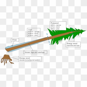 Tree To Timber Diagram, HD Png Download - redwood tree png