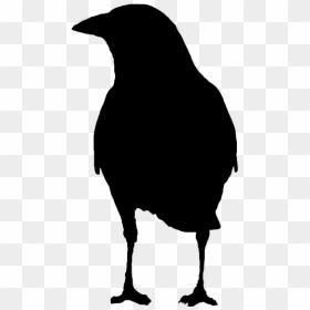 Picture - Fish Crow, HD Png Download - raven silhouette png