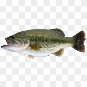 Largemouth Bass, HD Png Download - largemouth bass png