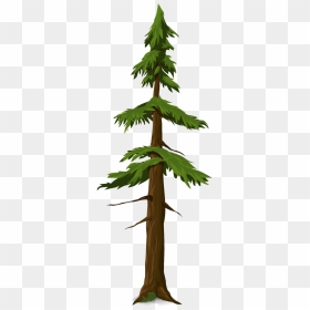 Batang Cemara, HD Png Download - redwood tree png