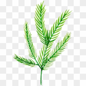 Illustration, HD Png Download - redwood tree png