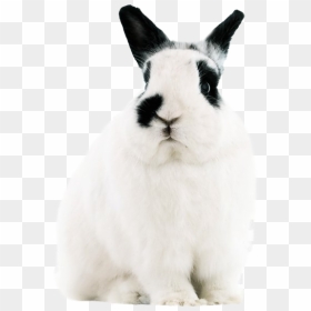 White Rabbit Png Free Pic - Domestic Rabbit, Transparent Png - white rabbit png