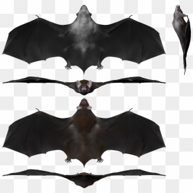 Palaeochiropteryx Render Sheet - Palaeochiropteryx, HD Png Download - sheet png