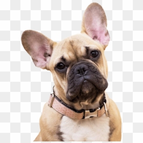 Golden French Bulldog Transparent - French Bulldog Transparent Background, HD Png Download - french bulldog png