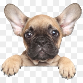 Golden French Bulldog Png Clipart - French Bulldog Png, Transparent Png - french bulldog png