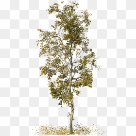 Swamp Birch Png Images - American Sycamore, Transparent Png - river birch png