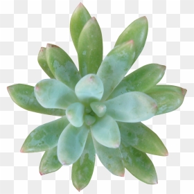 Green Succulent Succulent Transparent, HD Png Download - ozuna png
