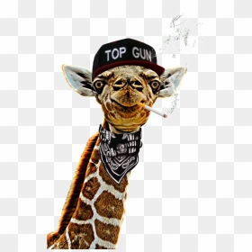#freetoedit #ggiraffe #giraffestickerremix #neckgameonpoint - Giraffe, HD Png Download - top gun hat png