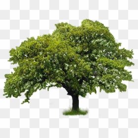 River Birch , Png Download - Go Green Tree, Transparent Png - river birch png