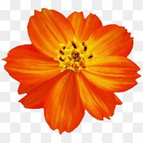 Cosmos Flower Png - Orange Cosmos Flower Png, Transparent Png - orange flower png