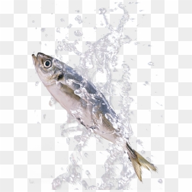 Png Download In The Splash - Sardines Fish Splashing In Water, Transparent Png - water splashing png