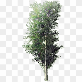 Betula Pendula Fastigata W 23 Jan - Betula Pendula Png, Transparent Png - river birch png