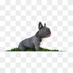 Violet Is A Blue Brindle And White Mini French Bulldog - Miniature English Bulldog Blue, HD Png Download - french bulldog png
