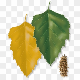 Simple Leaf, HD Png Download - river birch png
