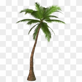 Palm Tree Png Image, Transparent Png - palm branch png