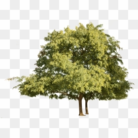 Tree With Shadow Png, Transparent Png - river birch png