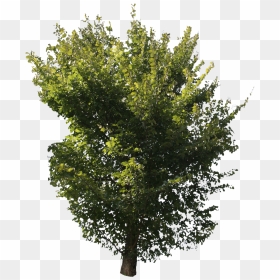 Green Tree Free Cut Out People Trees And Leaves Png - Tree, Transparent Png - river birch png