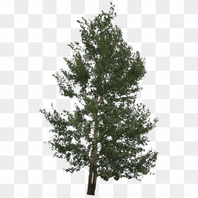 Red Pine, HD Png Download - river birch png
