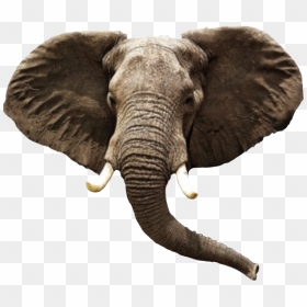 Transparent Elephant Head Clipart - Elephant Head Png, Png Download - elephant head png