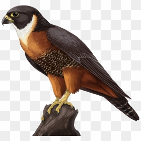Falcon Png, Transparent Png - falco png