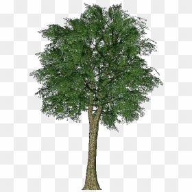 3d Trees - Oak - Acca Software - Tree, HD Png Download - river birch png