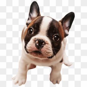 French Bulldog , Png Download - Imagem Cachorro Png, Transparent Png - french bulldog png