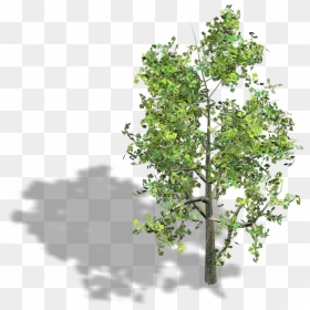 Preview - Isometric 3d Tree Png, Transparent Png - river birch png