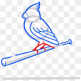 Learn Easy To Draw St - Transparent St Louis Cardinals Logo, HD Png Download - st louis cardinals logo png