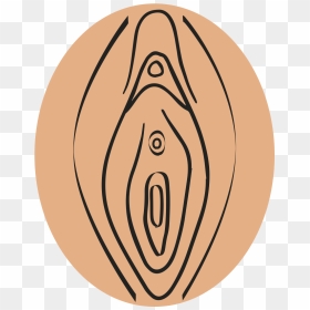 Labia Minora, Clitoris, And The External Openings Of - Vagina Clipart, HD Png Download - vagina png