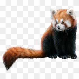 Red Panda Png Hd - Red Pandas Images Png, Transparent Png - red panda png