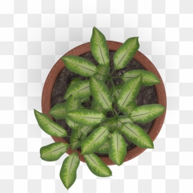 Plant Top View Png Vector, Clipart, Psd - Transparent Plant Top View Png, Png Download - people top view png