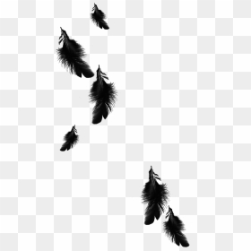 Raven Feather Png - Transparent Background Black Feathers Png, Png Download - white feather png