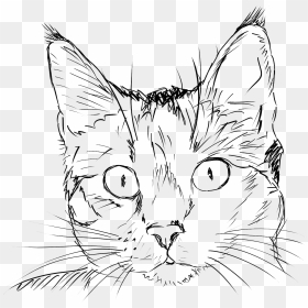 Clipart Cat Whiskers Clipart Library Clipart - Sketch Cat Drawing, HD Png Download - cat whiskers png