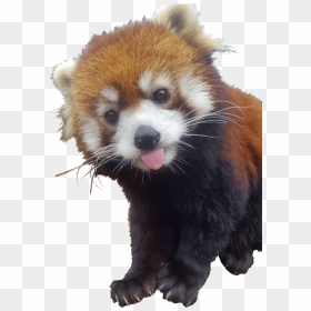 Red Pandas Sticking Their Tongue Out, HD Png Download - red panda png