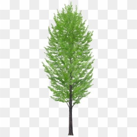 American Larch, HD Png Download - tree elevation png