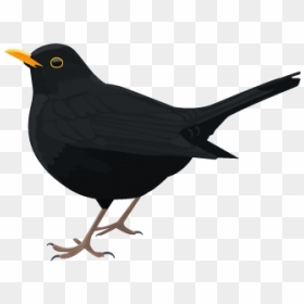 Bird Png Download - Blackbird Png, Transparent Png - black bird png
