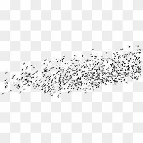 Birds, HD Png Download - white feather png