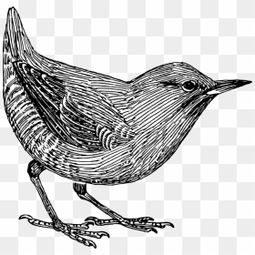 Perching Bird,coloring Book,bird - Bird Wallpaper For Phone, HD Png Download - black bird png