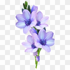 Pastel Flowers Png - Light Purple Flower Png, Transparent Png - pastel flowers png