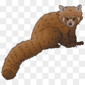 Red Panda Clipart - Caterpillar, HD Png Download - red panda png